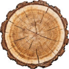 Spruce Timber Logs