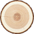 Birch Timber Logs